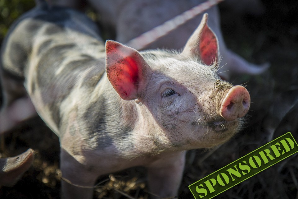 #AusBauernhand: Ausflug zu den Freilandschweinen